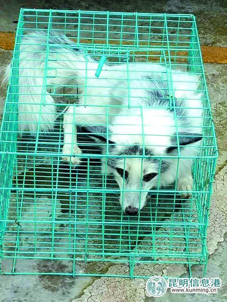 保安世纪城水池捞狐狸